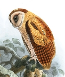 Sri Lanka bay owl (Phodilus assimilis)
