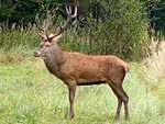 Central European red deer (Cervus elaphus hippelaphus)