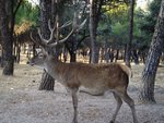 Iberian red deer (Cervus elaphus hispanicus)