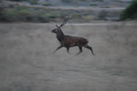 Corsican red deer (Cervus elaphus corsicanus)