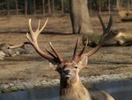 Bactrian deer (Cervus elaphus bactrianus)