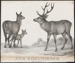 red deer (Cervus elaphus)