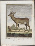 red deer (Cervus elaphus)