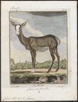 red deer (Cervus elaphus)