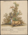 red deer (Cervus elaphus)