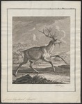 red deer (Cervus elaphus)