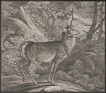 red deer (Cervus elaphus)