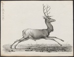 red deer (Cervus elaphus)