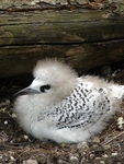 red-tailed tropicbird (Phaethon rubricauda) juvenile