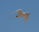 red-tailed tropicbird (Phaethon rubricauda)