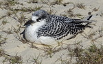 red-tailed tropicbird (Phaethon rubricauda) juvenile