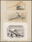 red-tailed tropicbird (Phaethon rubricauda)