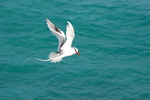 red-billed tropicbird (Phaethon aethereus)