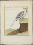 red-billed tropicbird (Phaethon aethereus)