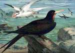 red-billed tropicbird (Phaethon aethereus), Ascension frigatebird (Fregata aquila)