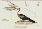 red-billed tropicbird (Phaethon aethereus), Oriental darter (Anhinga melanogaster)