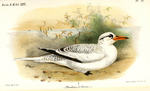 red-billed tropicbird (Phaethon aethereus indicus)