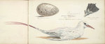 red-billed tropicbird (Phaethon aethereus)