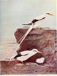 white-tailed tropicbird (Phaethon lepturus)