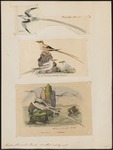 white-tailed tropicbird (Phaethon lepturus)