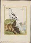 white-tailed tropicbird (Phaethon lepturus)