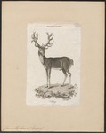 red deer (Cervus elaphus)