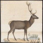 red deer (Cervus elaphus)