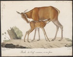 red deer (Cervus elaphus)