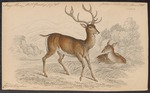 red deer (Cervus elaphus)