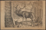 red deer (Cervus elaphus)