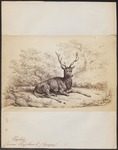 red deer (Cervus elaphus)