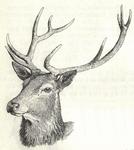 red deer (Cervus elaphus)