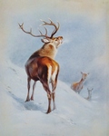 red deer (Cervus elaphus)