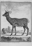 Corsican red deer (Cervus elaphus corsicanus)