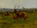 red deer (Cervus elaphus)