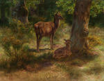 red deer (Cervus elaphus)