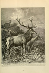 red deer (Cervus elaphus)