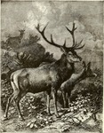 red deer (Cervus elaphus)