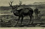 red deer (Cervus elaphus)