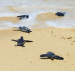 leatherback sea turtle (Dermochelys coriacea)