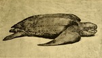 leatherback sea turtle (Dermochelys coriacea)