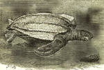 leatherback sea turtle (Dermochelys coriacea)