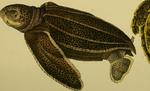 leatherback sea turtle (Dermochelys coriacea)