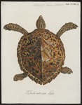 leatherback sea turtle (Dermochelys coriacea)