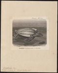 leatherback sea turtle (Dermochelys coriacea)