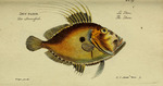 John Dory (Zeus faber)