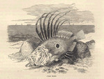 John Dory (Zeus faber)