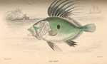 John Dory (Zeus faber)