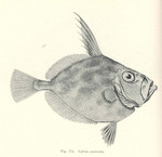 silver dory (Cyttus australis)