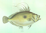 John Dory (Zeus faber)